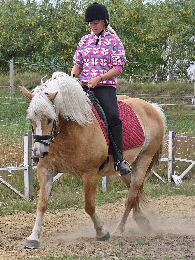 Haflinger GRYNET - Juli 2011 billede 6