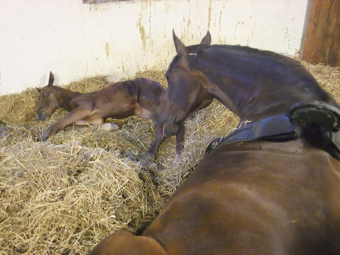 Anden særlig race Sassello Miracolo - Moderkærlighed billede 4