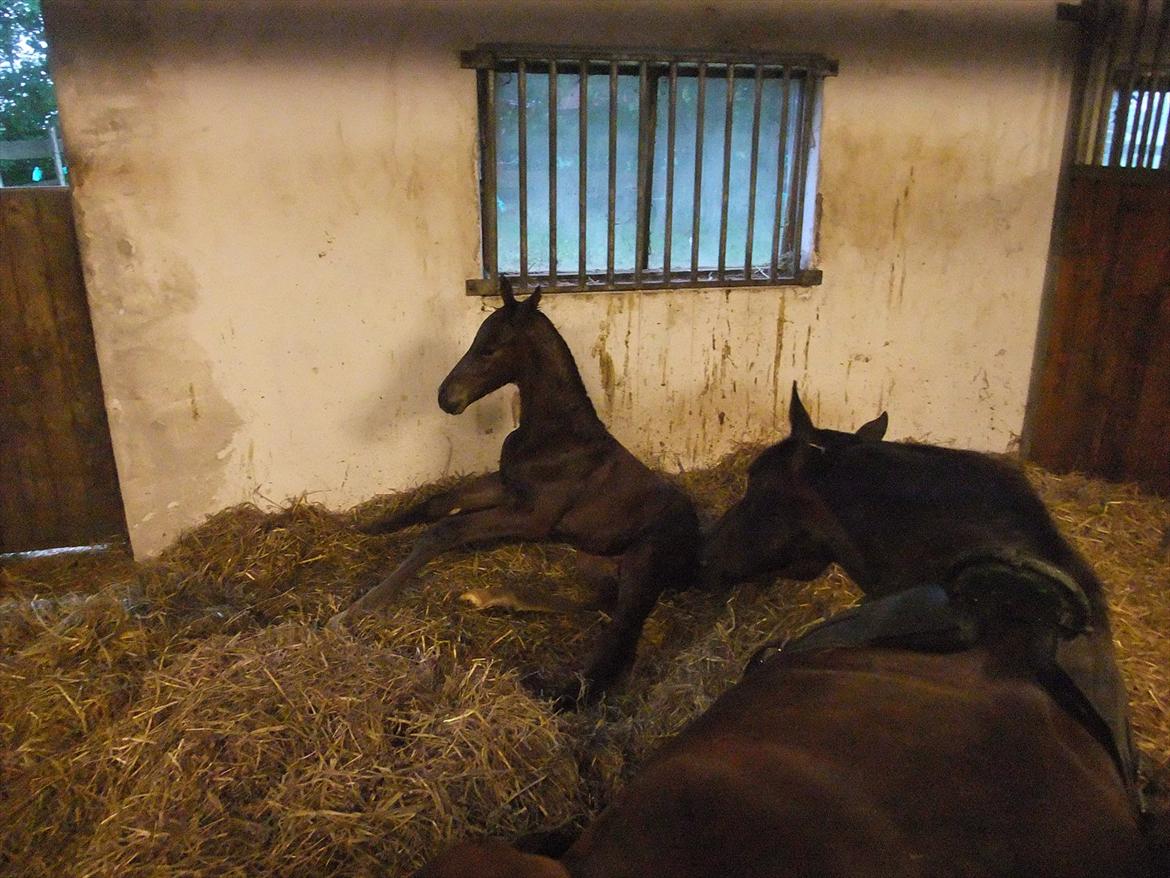 Anden særlig race Sassello Miracolo - Prøver at komme op at stå :-) billede 5