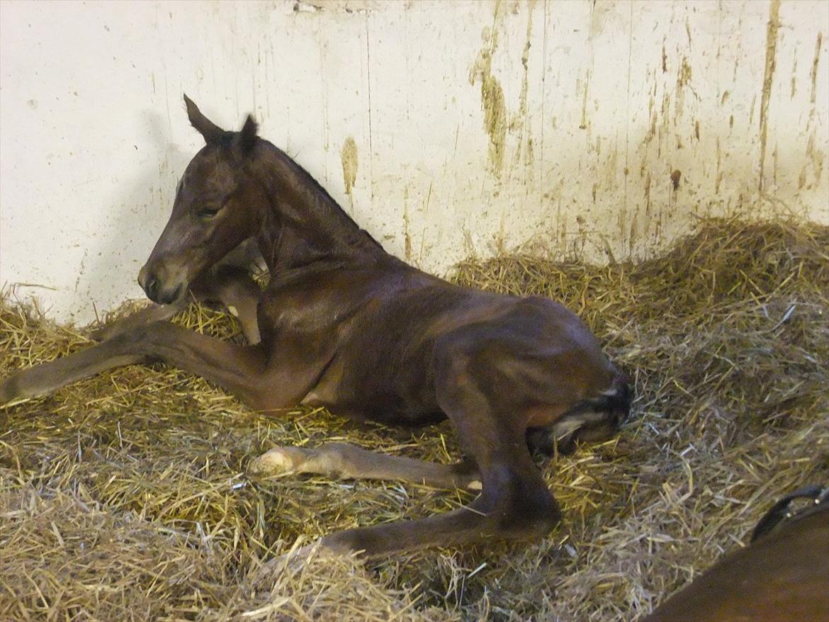 Anden særlig race Sassello Miracolo - Smukke dreng billede 6