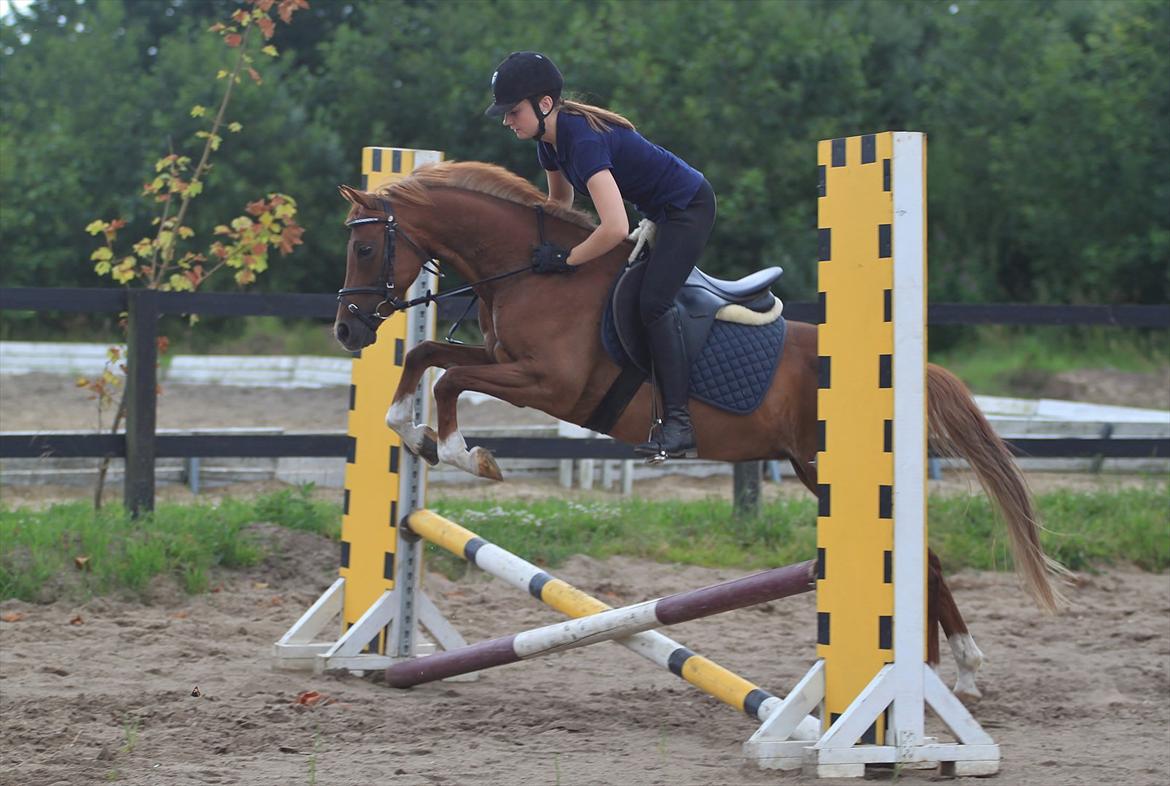 DSP Toftegårdens Belucca  - Spring træning d. 09/07-2011. (tag jer ikke af min opstilling jeg er ikke springrytter).
Foto: Pia Lundberg. billede 13