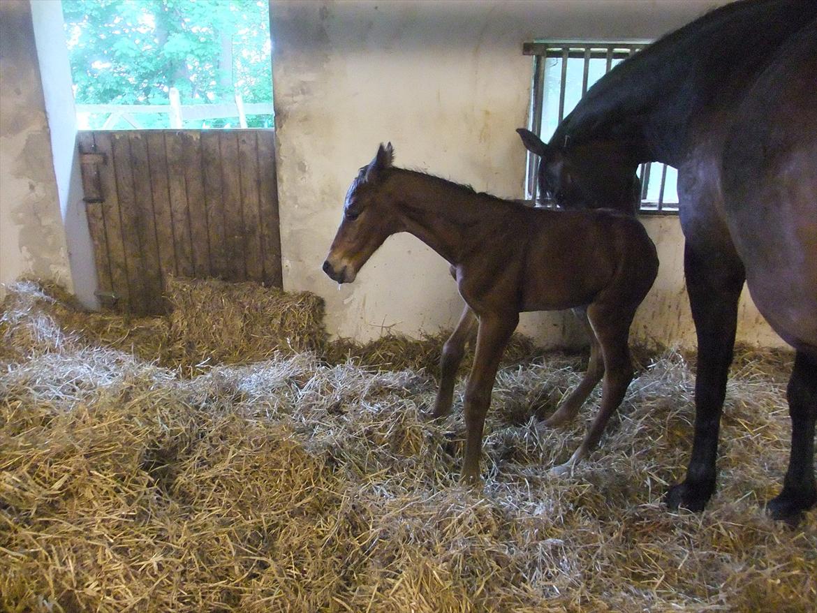 Anden særlig race Sassello Miracolo - Står for første gang billede 7