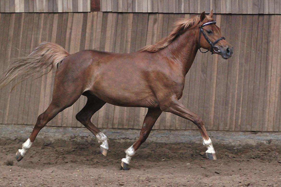 DSP Toftegårdens Belucca  - Løs trav i hal d. 18/06-2011. Foto: Pia Lundberg. billede 6