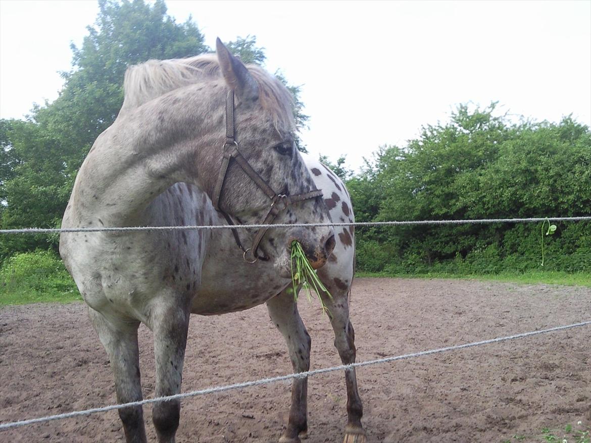 Knabstrupper Filur billede 11