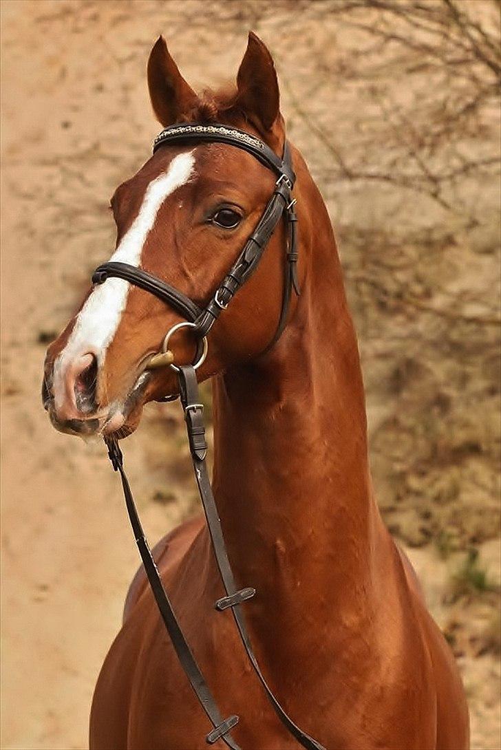 Tysk Sportspony Charming Boy [avlshingst] - Charme drengen :o) billede 2