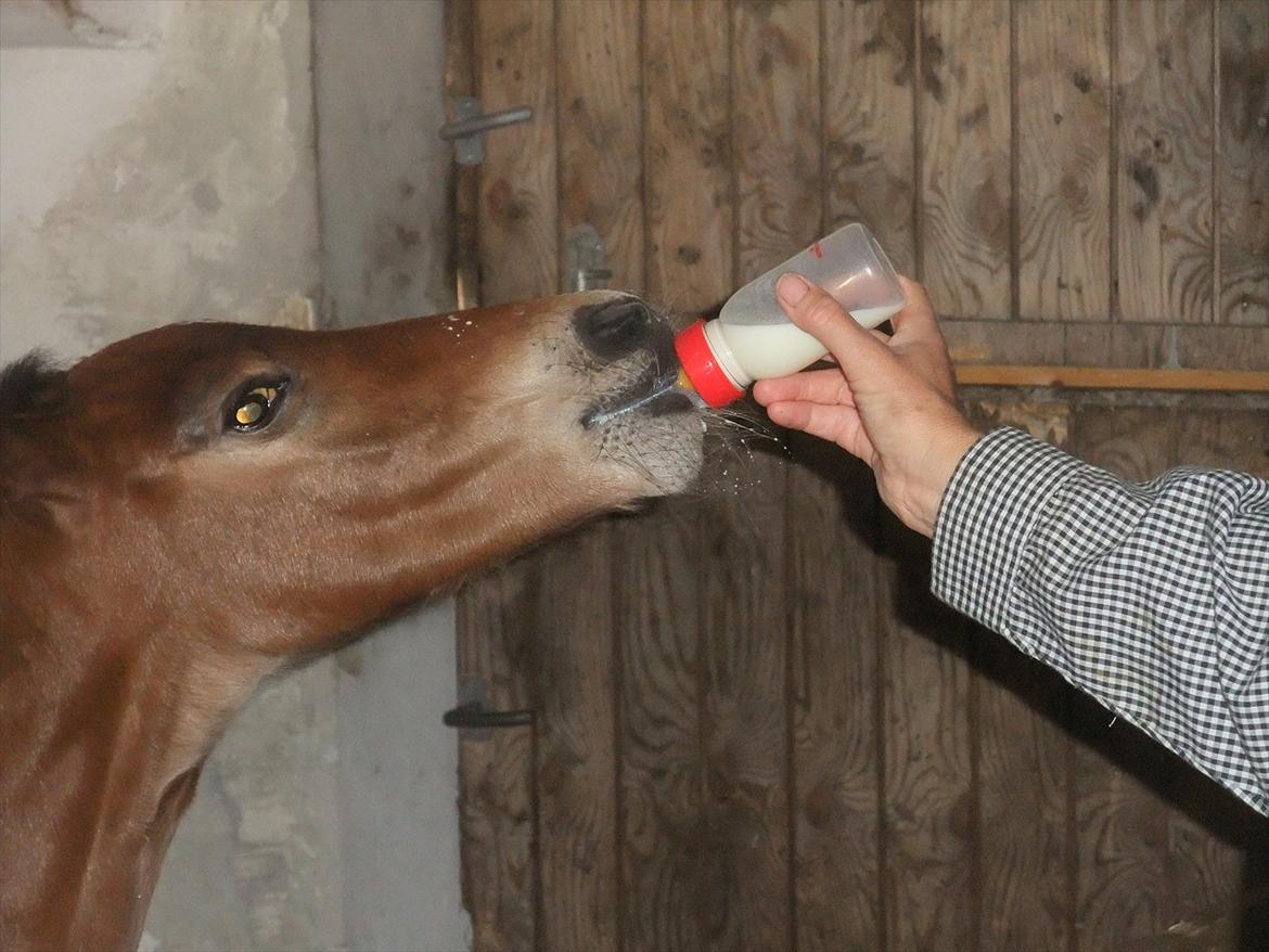 Anden særlig race Sassello Miracolo - Rhesus-føl og dermed sutteflaske med mælkeerstatning i de første dage billede 8