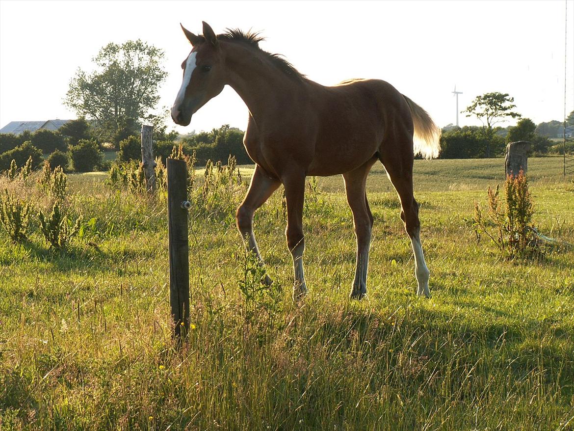 Dansk Varmblod Dena's Sweet Believer billede 3