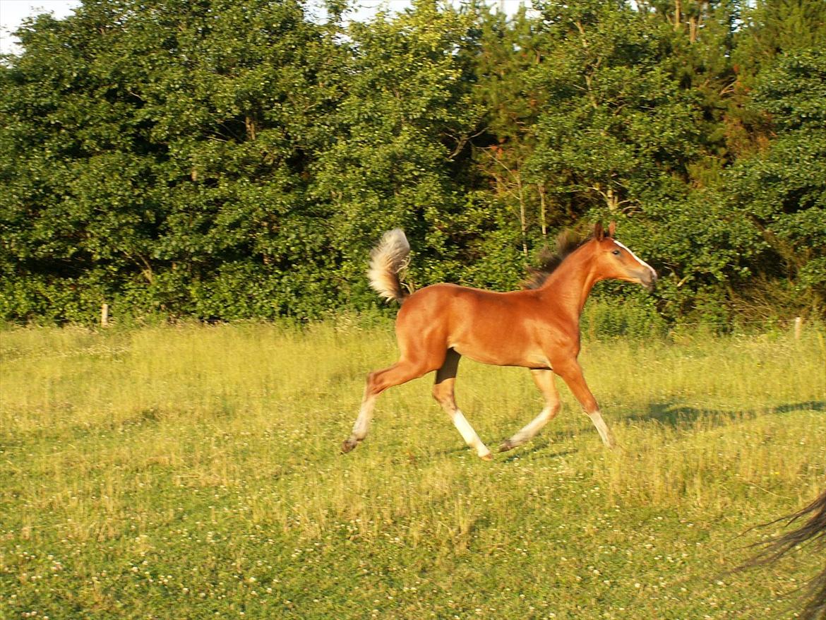 Dansk Varmblod Dena's Sweet Believer billede 4