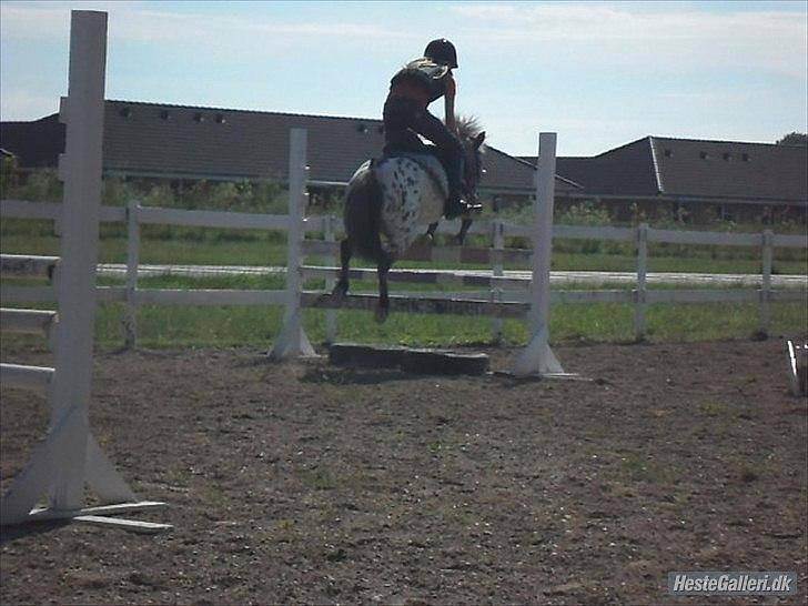Appaloosa Pippi [Drømmeponyen] - Fotograf: Didde :)  billede 8