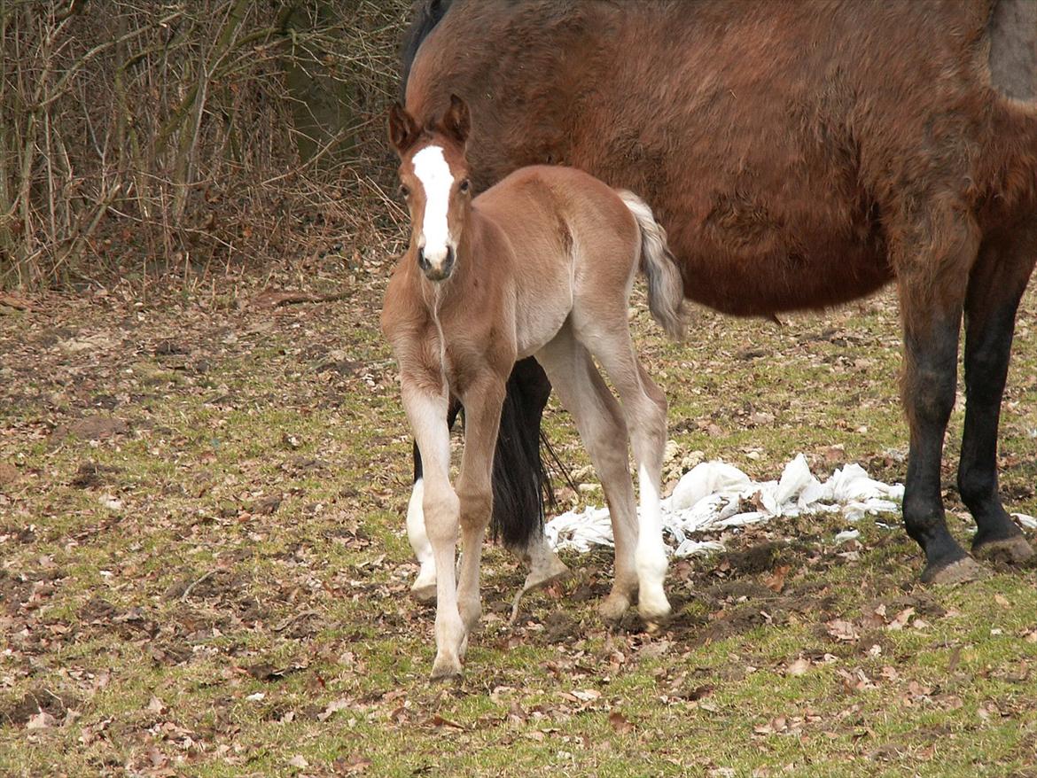 Dansk Varmblod Dena's Sweet Believer billede 10