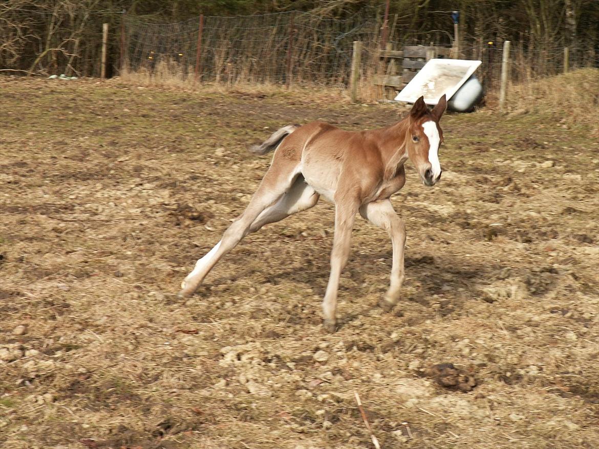 Dansk Varmblod Dena's Sweet Believer billede 13