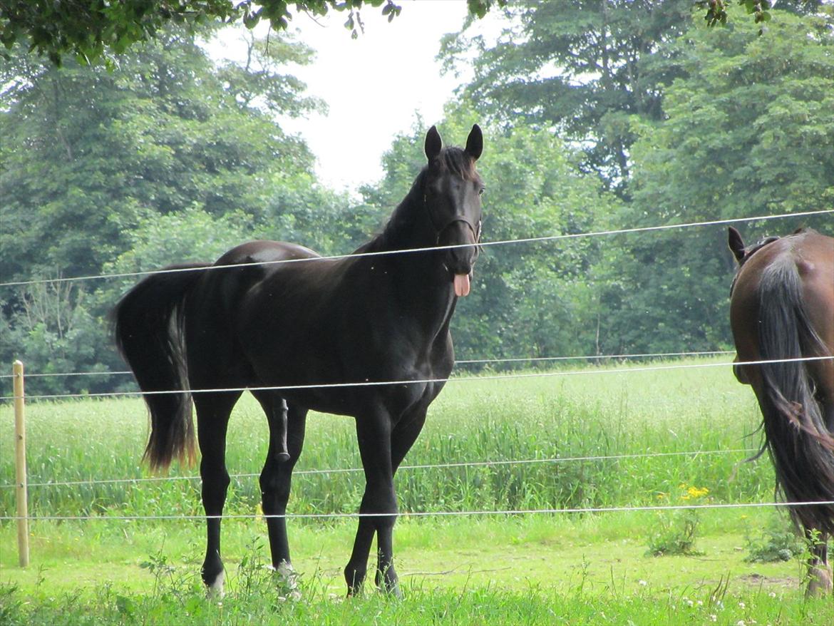 Oldenborg Casanova Af Holbæk Huse billede 5