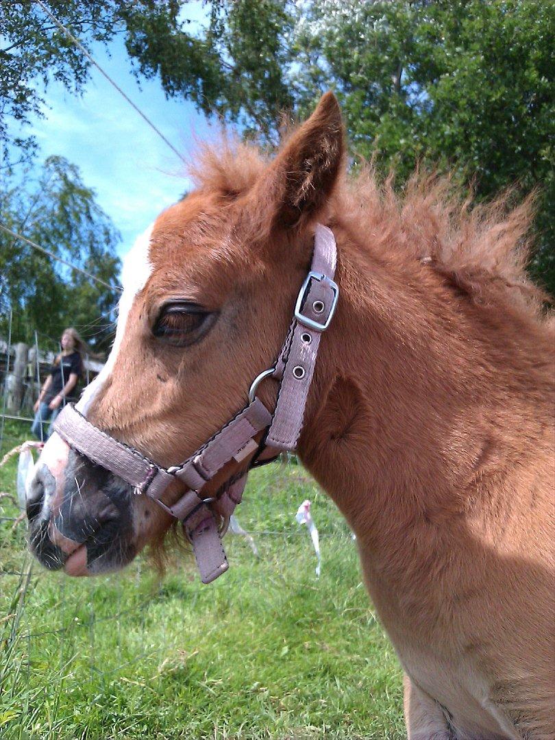 Shetlænder Skovledet Yasmin - Står lige og daser i solen :P billede 12