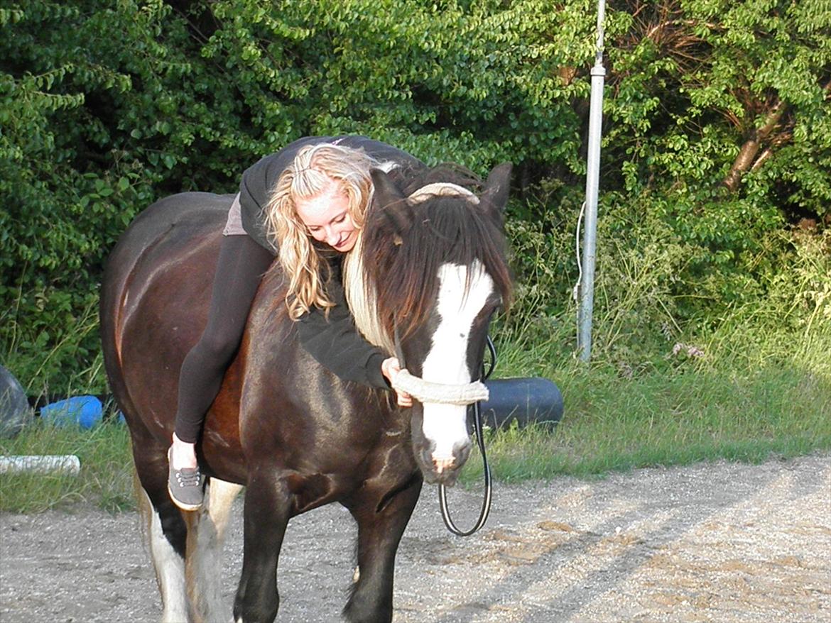 Irish Cob Ådalens Pocahontas billede 13