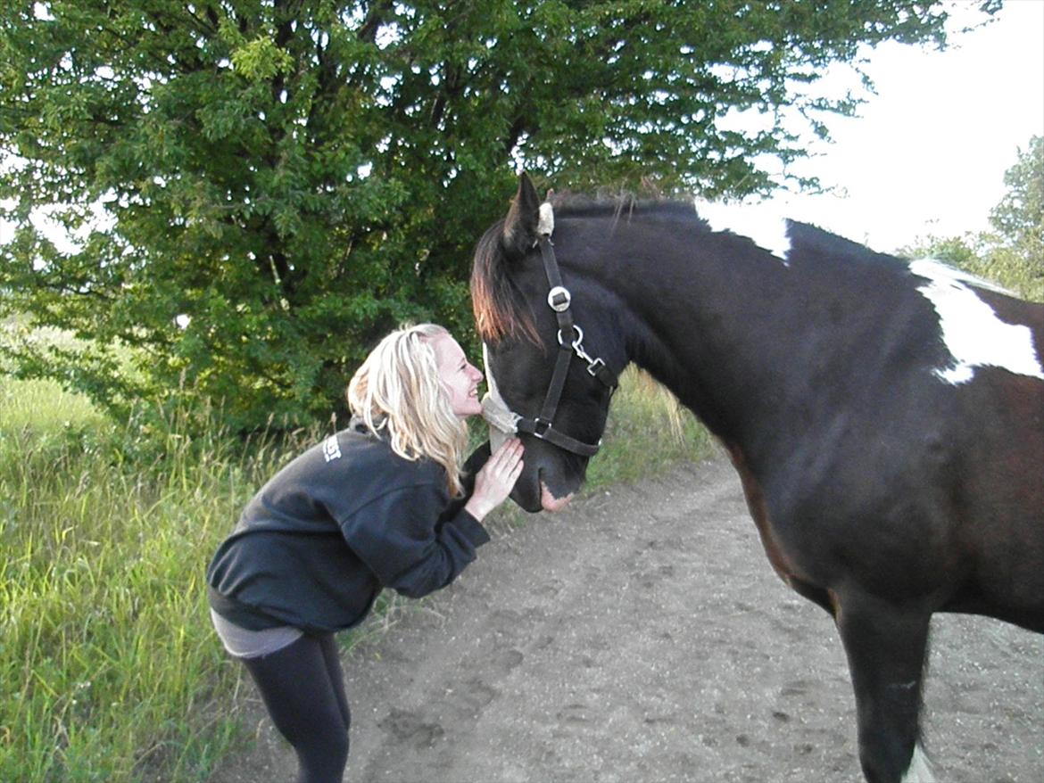 Irish Cob Ådalens Pocahontas billede 14