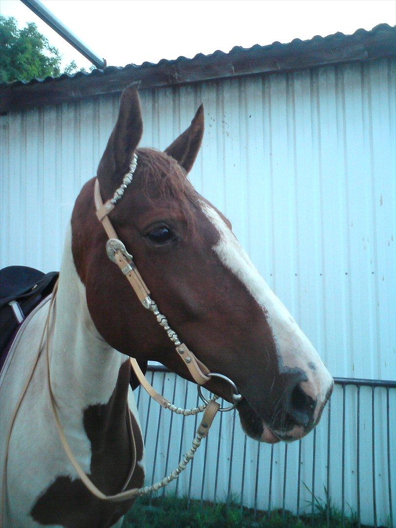 Pinto Katja billede 10