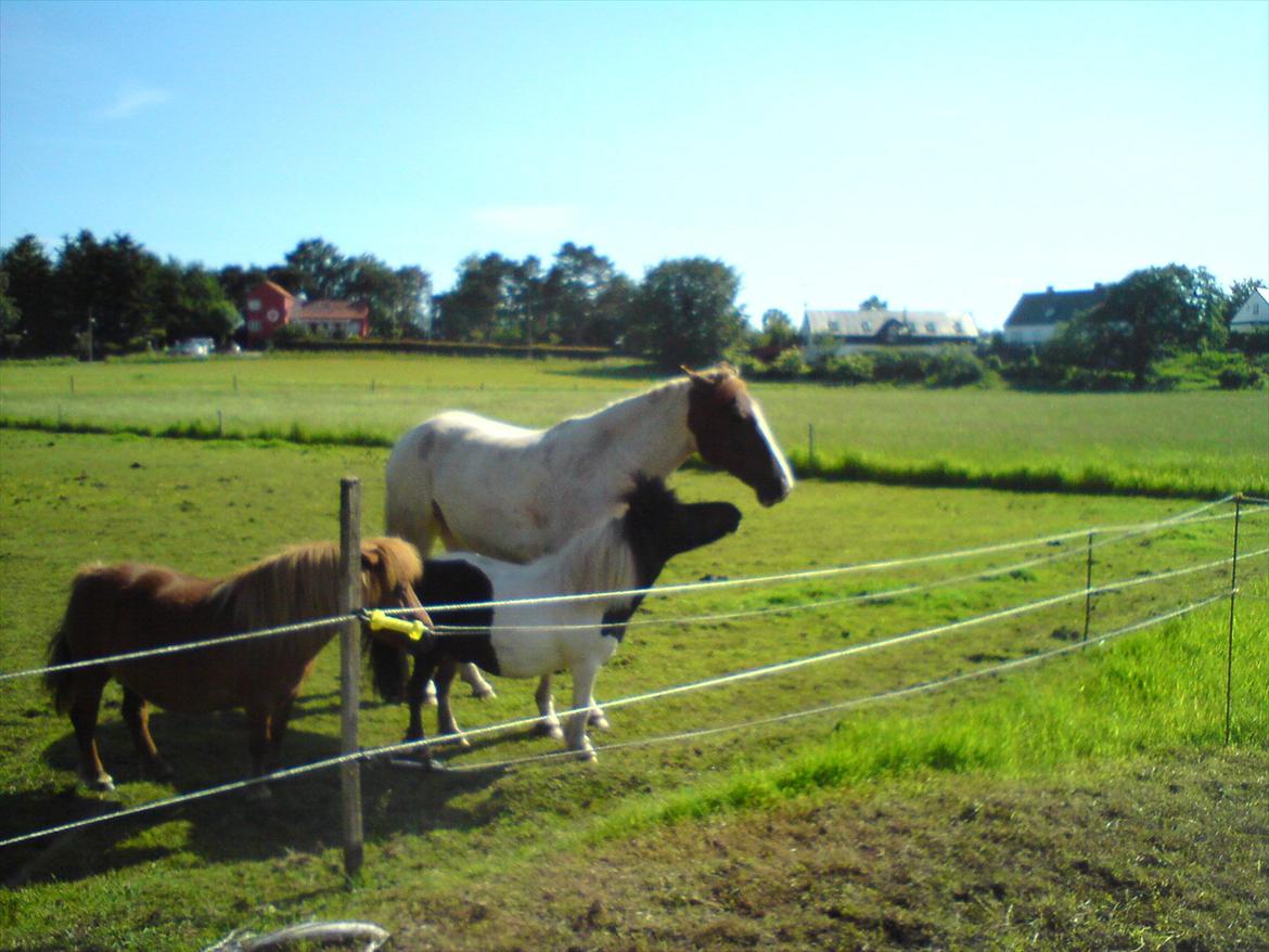 Pinto Katja - Mille siger jeg elsker dig Katja skal vi lege var var var..................... billede 13