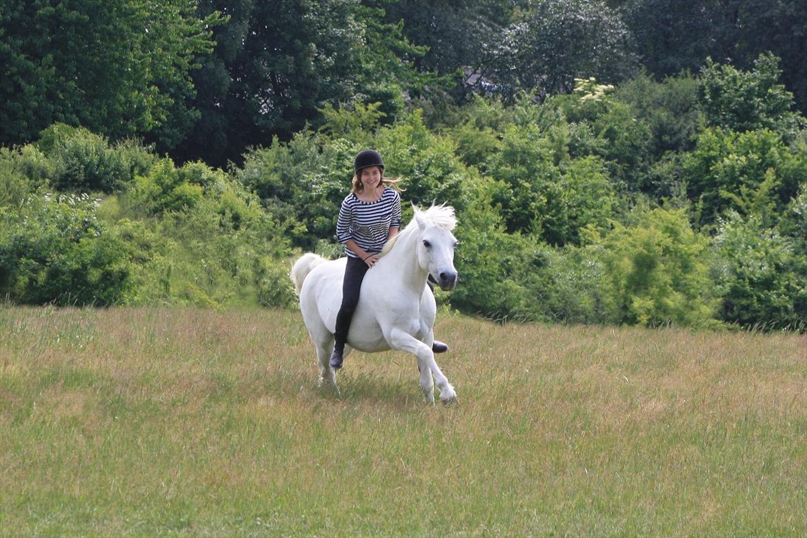 Connemara - Baloo <3 ! - Du er min grund til lykke. Juni 2011 billede 1