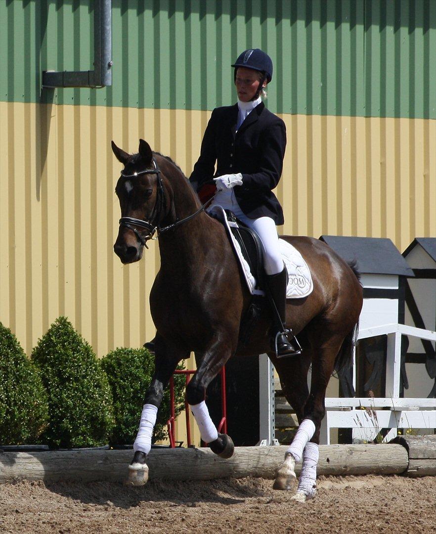 Dansk Varmblod Sebornia - Min tidligere træner Gitte Ooms og Sebornia i en LA1 og LA2 billede 11