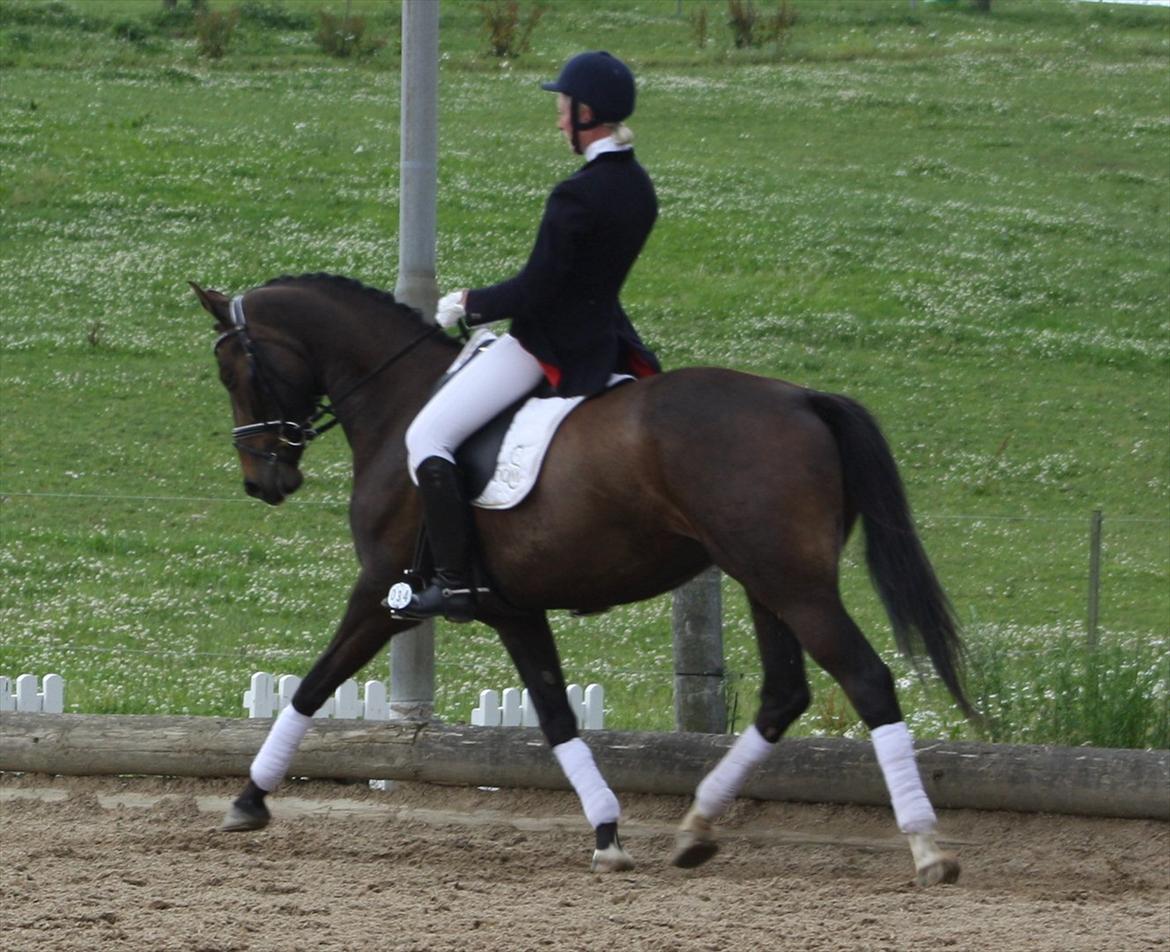 Dansk Varmblod Sebornia - Min tidligere træner Gitte Ooms og Sebornia i en LA1 og LA2 billede 12