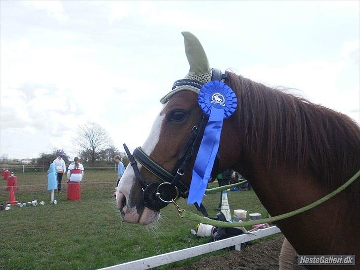 Hollandsk Sportspony Jade<3 Princess <3 :* den bedste himmel hest  billede 20