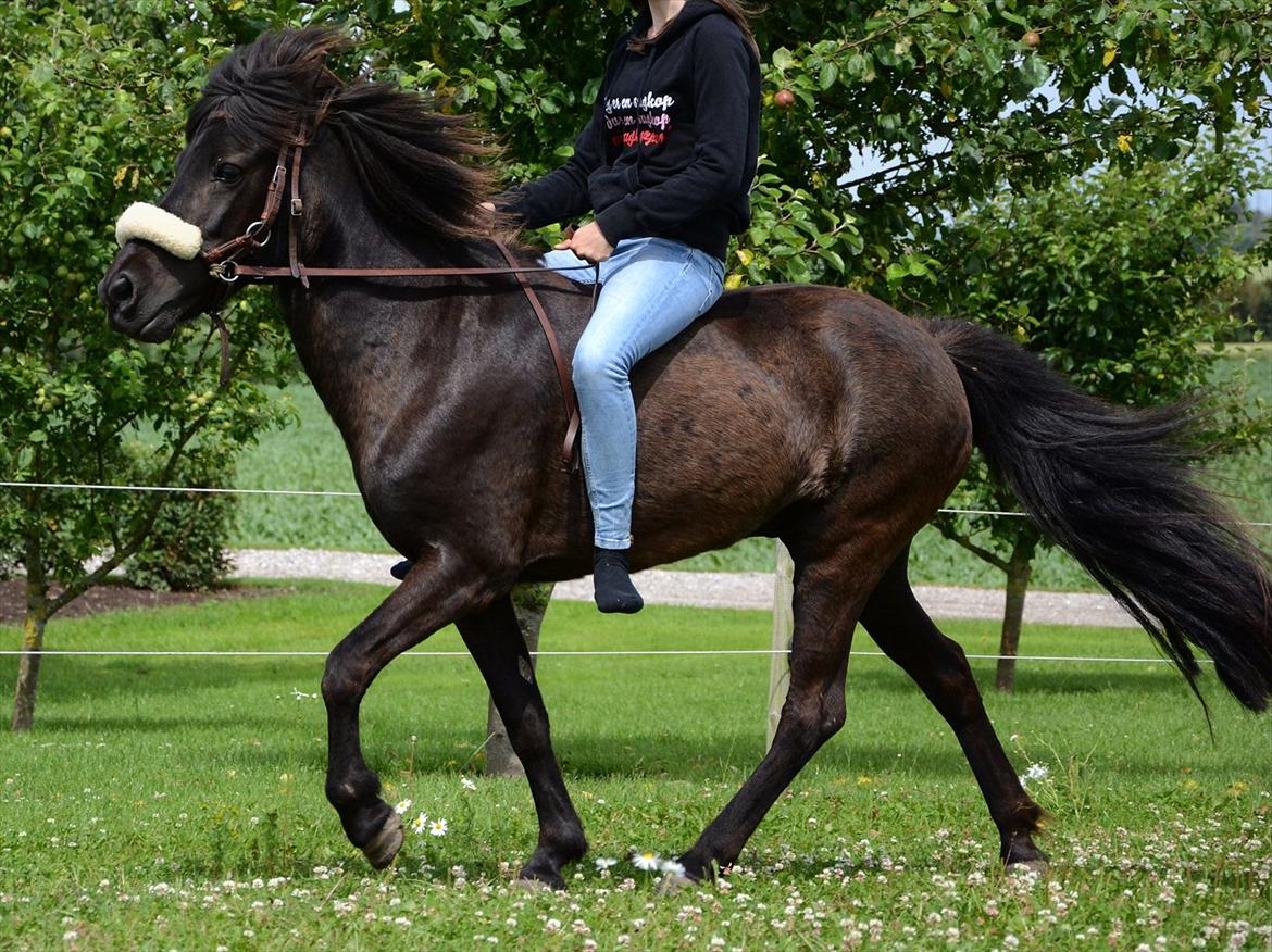 Islænder Steina <3 - En rigtig ven er en, der accepterer din fortid, tror på din fremtid, og kan lide dig, som den du er nu. - Hold kæft min hest kan tölte! <3. //foto: Mig selv. billede 12