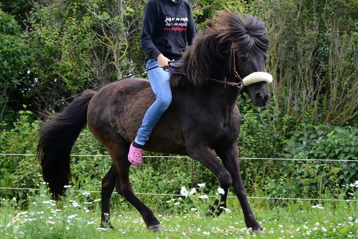 Islænder Steina <3 - Why do I love you? Because you are and always have been my dream. mig og Steina i en smuk galop...<3<3. //foto: Nanna <3. billede 3