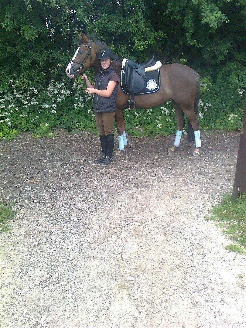 Hollandsk Sportspony Happy, dressur pony:D billede 5