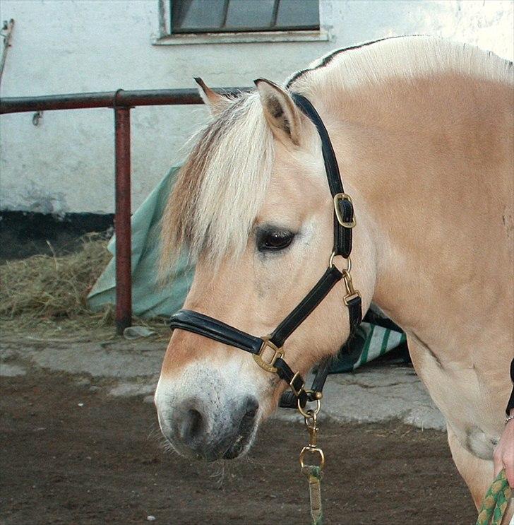 Fjordhest Kastanjegårdens Nick - Man elsker ikke dem man synes er smukke, men dem man elsker synes man er smukke. ♡ billede 15