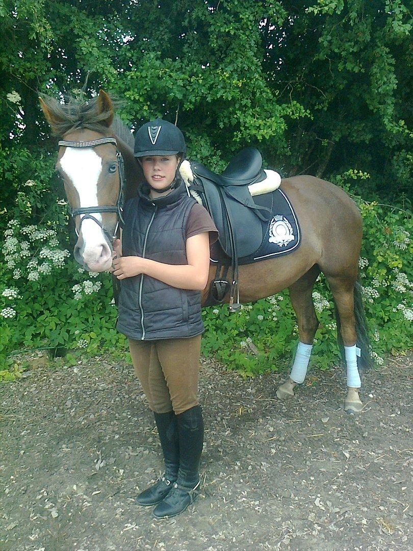 Hollandsk Sportspony Happy, dressur pony:D billede 6