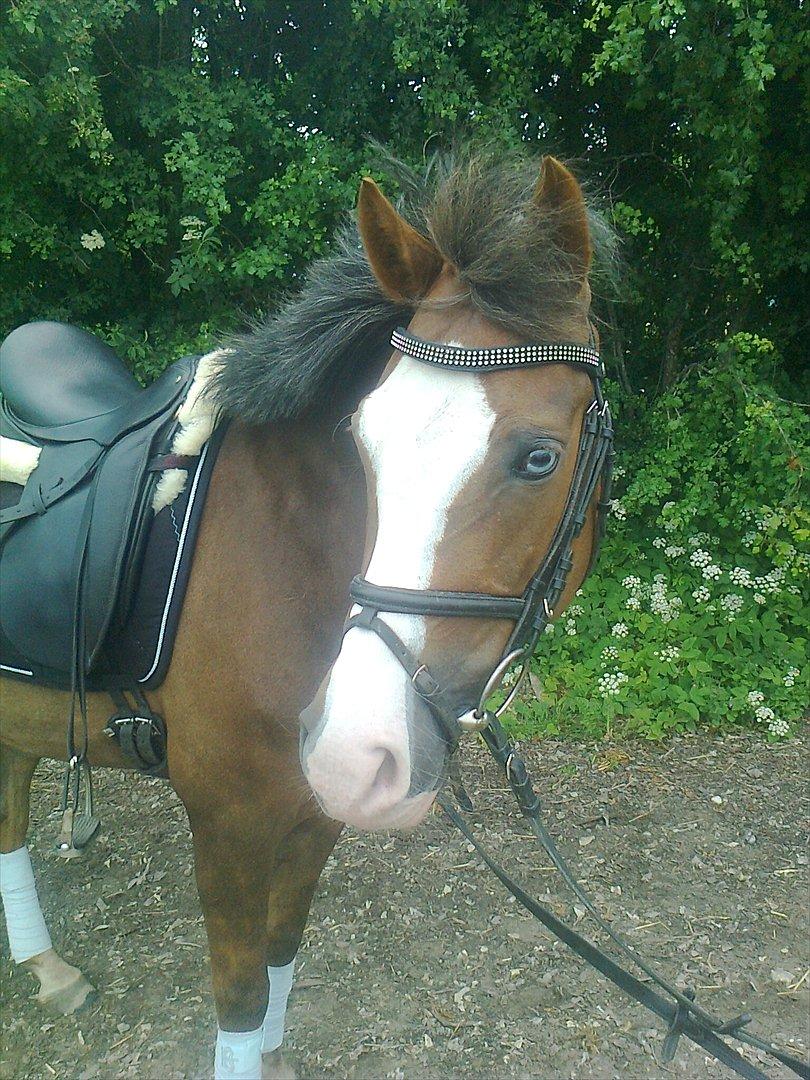 Hollandsk Sportspony Happy, dressur pony:D billede 7