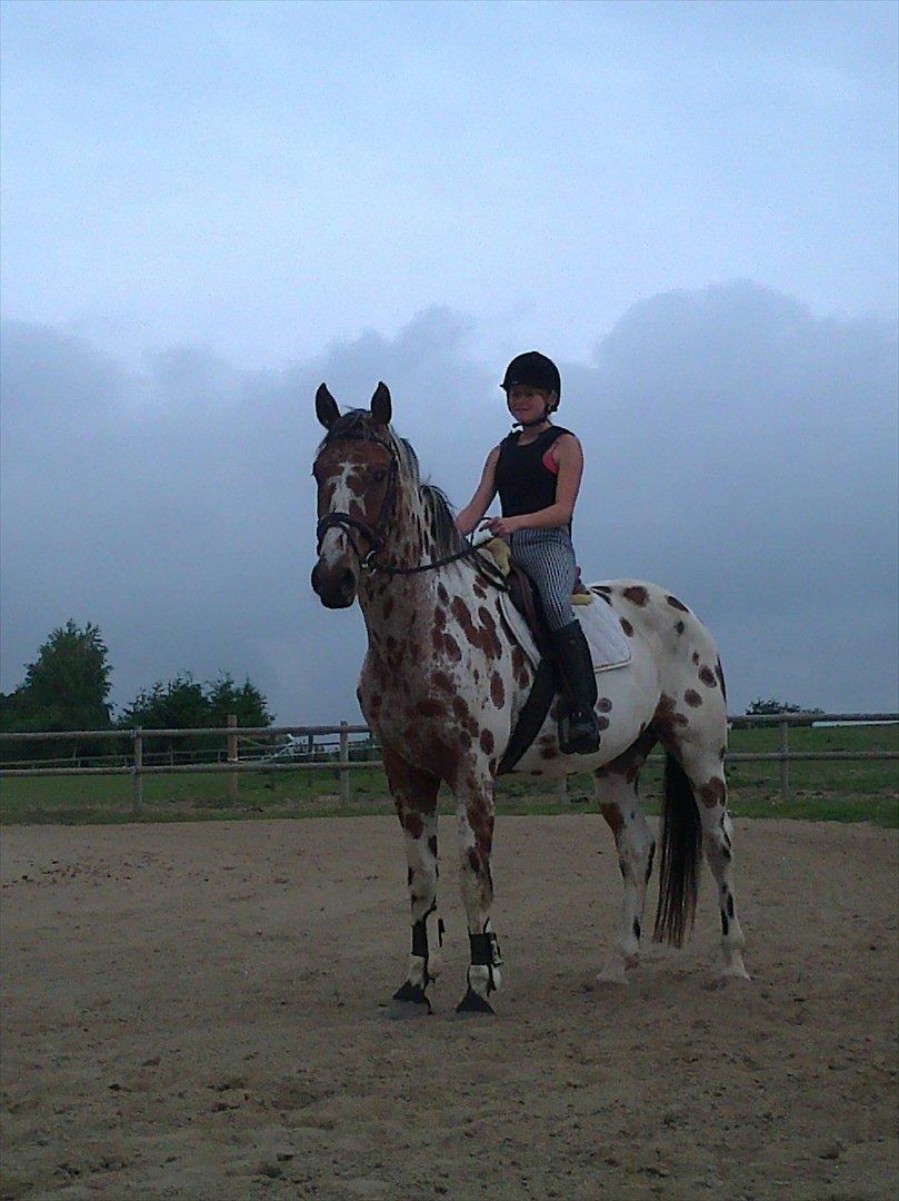 Knabstrupper Coco billede 8