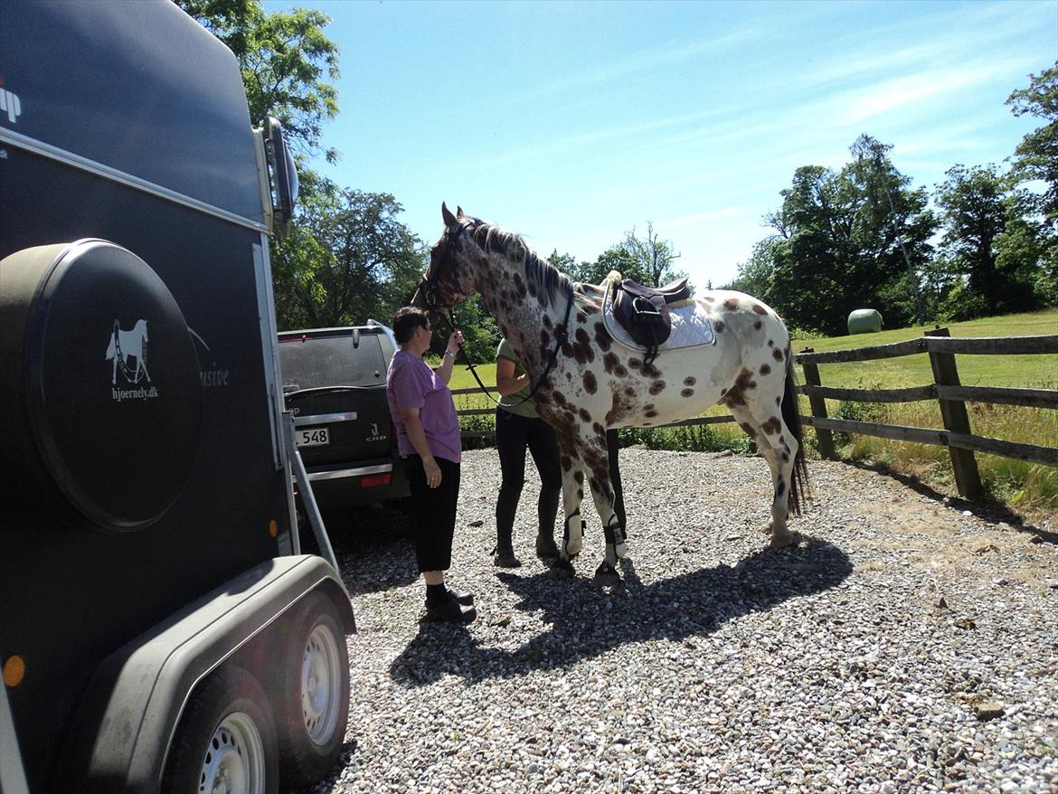 Knabstrupper Coco - Første tur i skoven billede 9