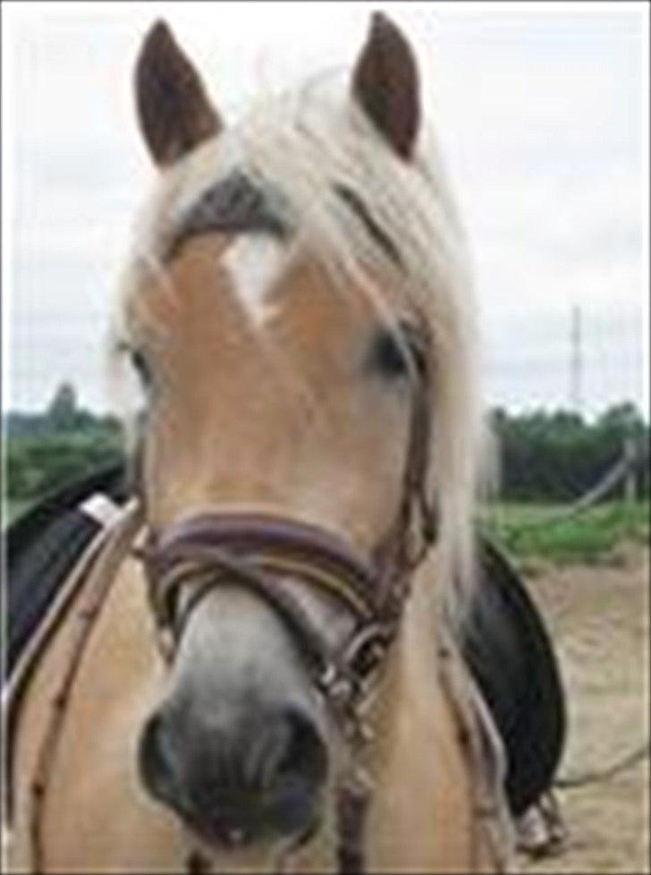 Haflinger Armani Nordan  billede 12