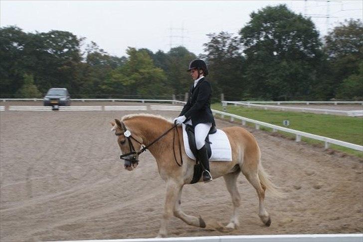 Haflinger Jupiter's bonanza (Tidl. hest) billede 16