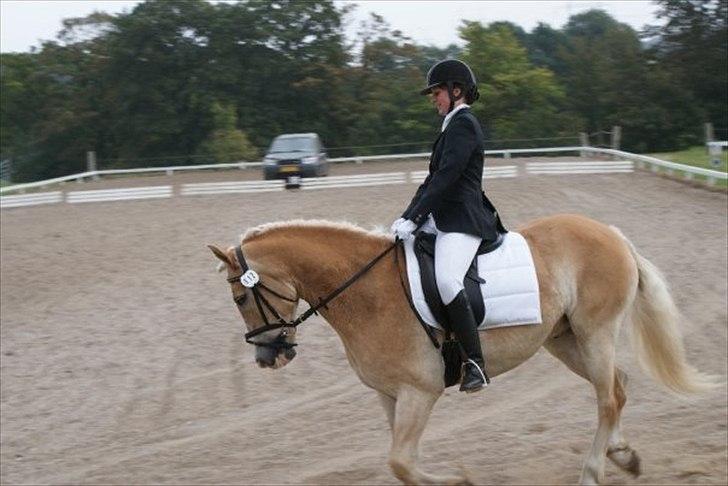 Haflinger Jupiter's bonanza (Tidl. hest) billede 17
