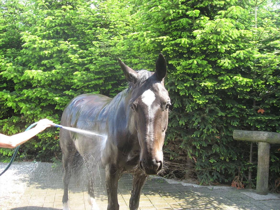 Anden særlig race Kiki Dee billede 6