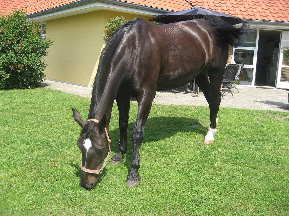 Anden særlig race Kiki Dee billede 7