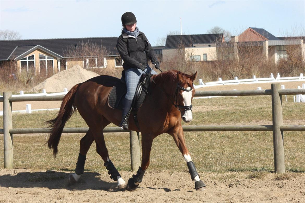 Hannoveraner Delores <3 R.I.P - Dolly og mig efter en måneds ridning :D billede 19