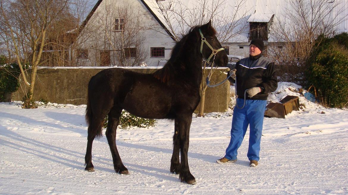 Frieser Fighter Kongsted - Ude og gå tur i juleferien 2009 med Gert, som købte hans moster Akita (Ster hoppe) samtidig med jeg købte Fighter. billede 7