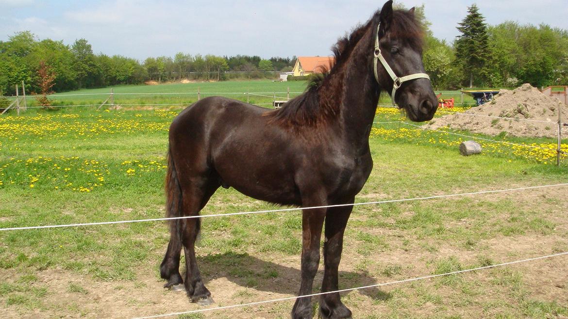 Frieser Fighter Kongsted - Maj 2010 lige inden jeg flyttede ham tættere på hvor vi bor. billede 8