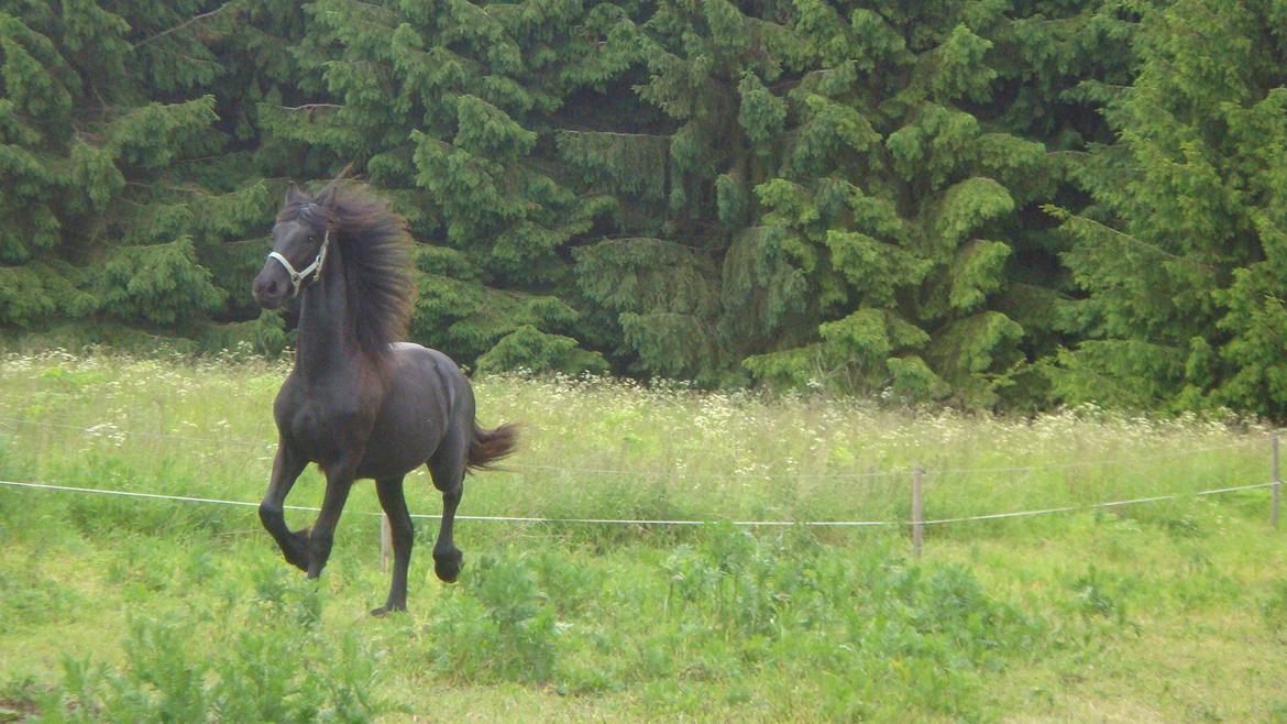 Frieser Fighter Kongsted - I flyvende galop sommer 2010 billede 10