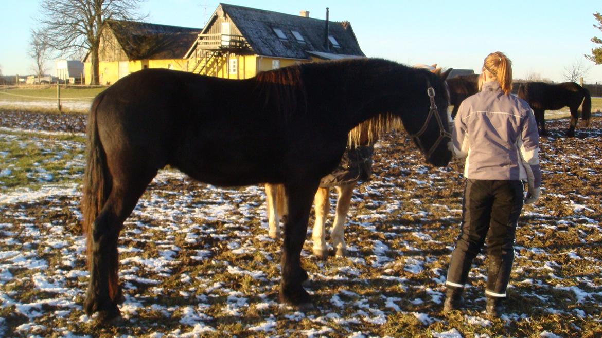 Frieser Fighter Kongsted - Januar 2011 Pension ved Karise billede 12