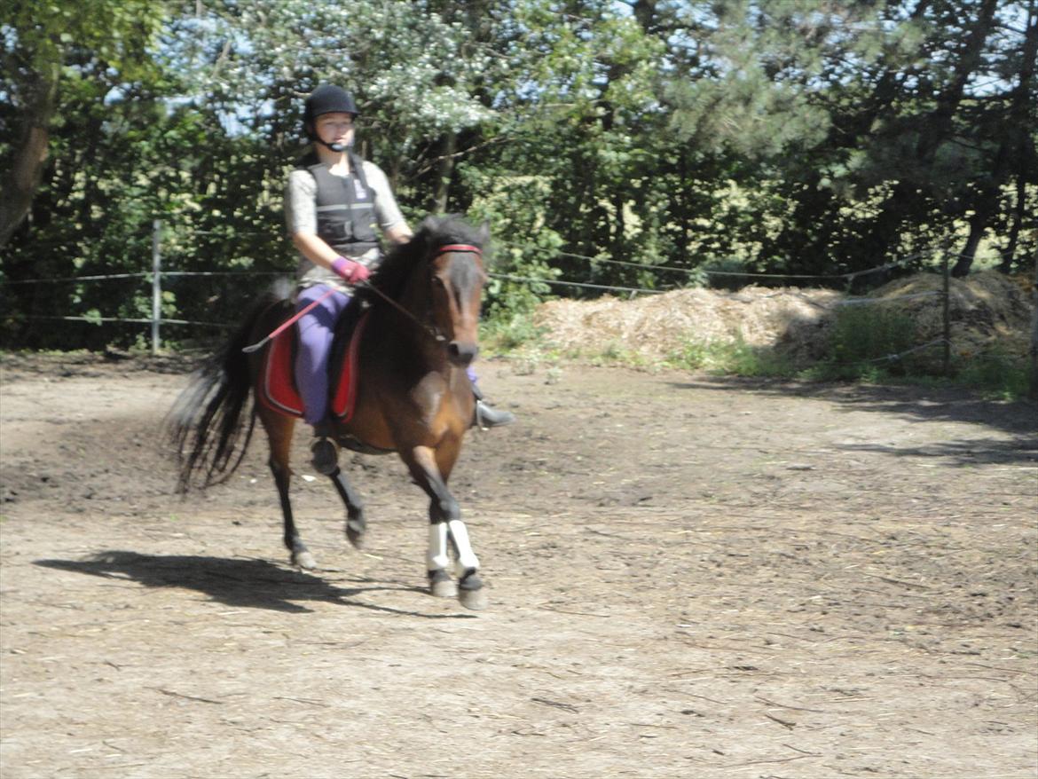 Anden særlig race toffie  - en dejlig galop billede 11