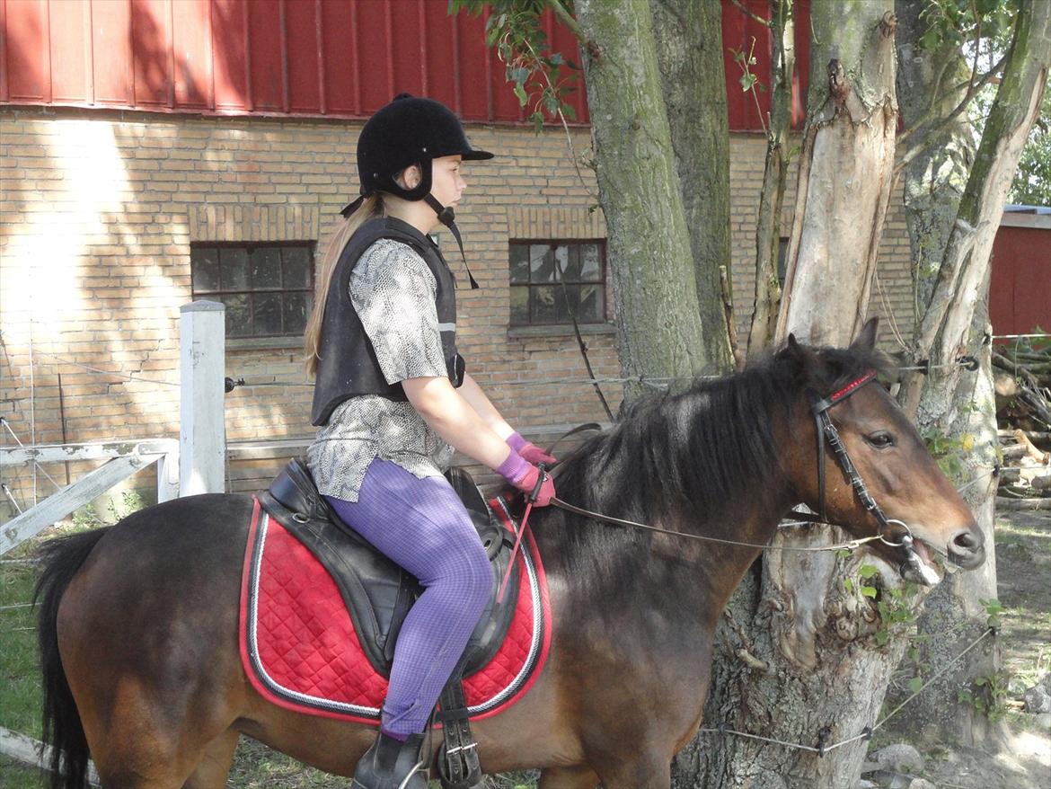 Anden særlig race toffie  billede 12