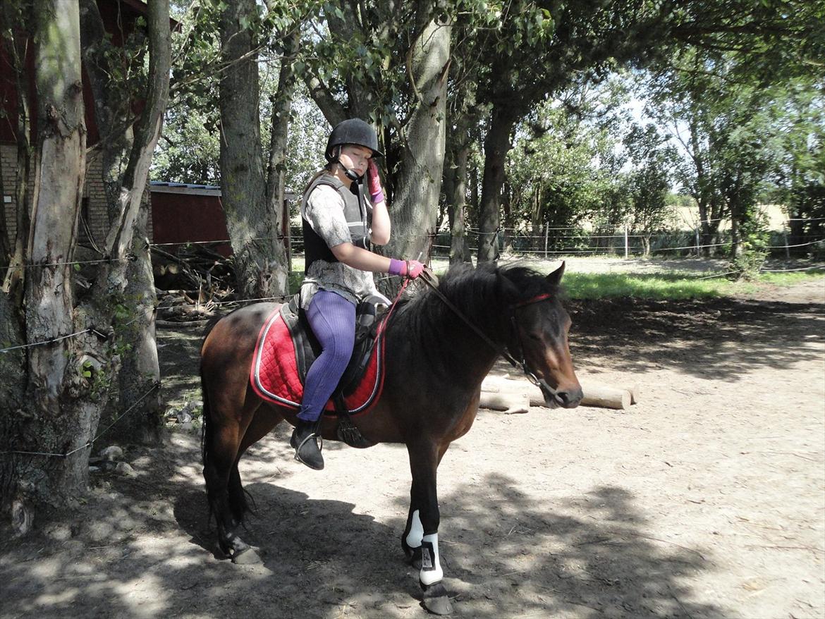 Anden særlig race toffie  billede 13