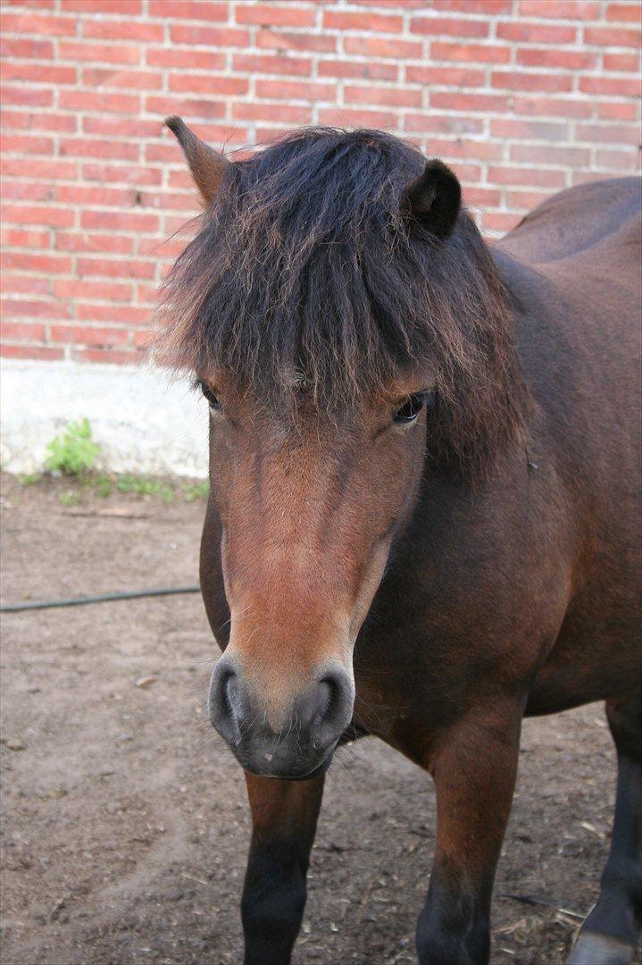 Anden særlig race Mulen - 07-07-11 billede 10