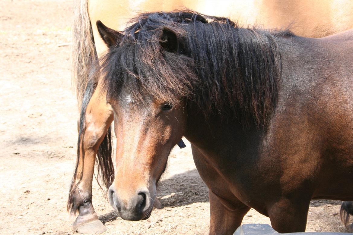 Anden særlig race Mulen - 07-07-11 billede 11