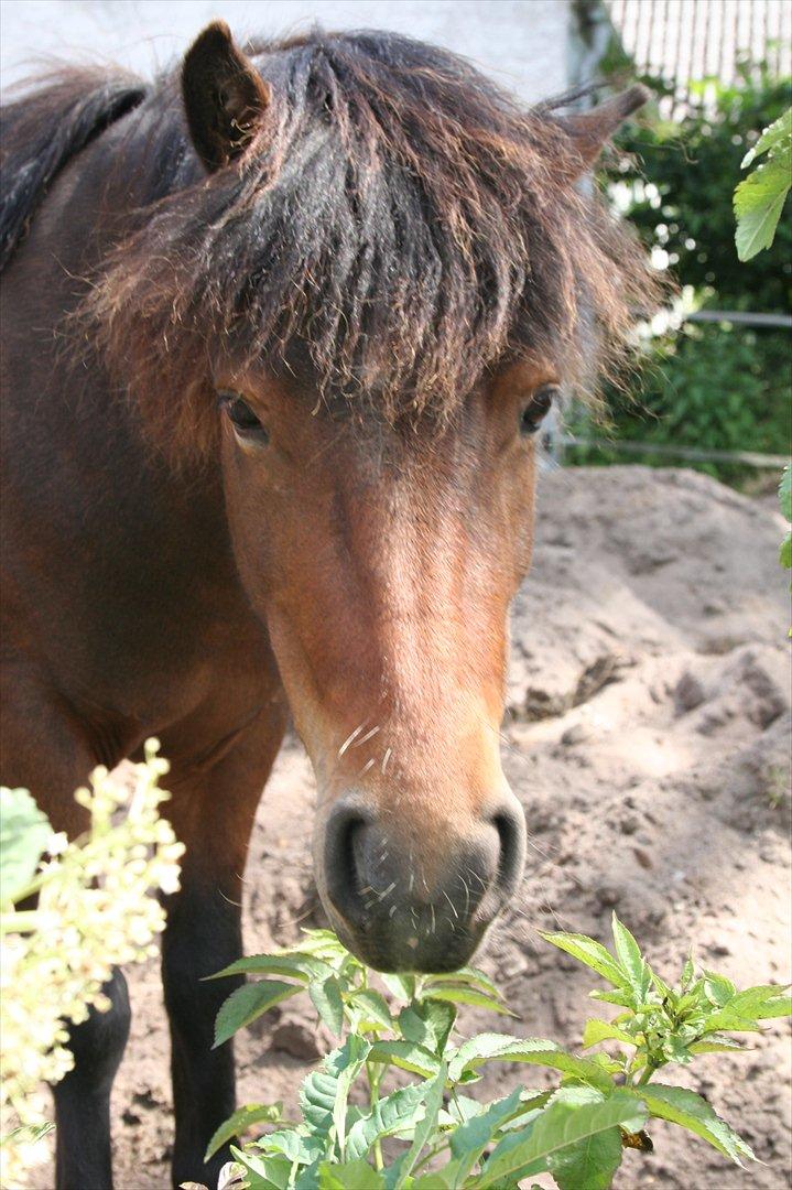 Anden særlig race Mulen - 07-07-11 billede 1