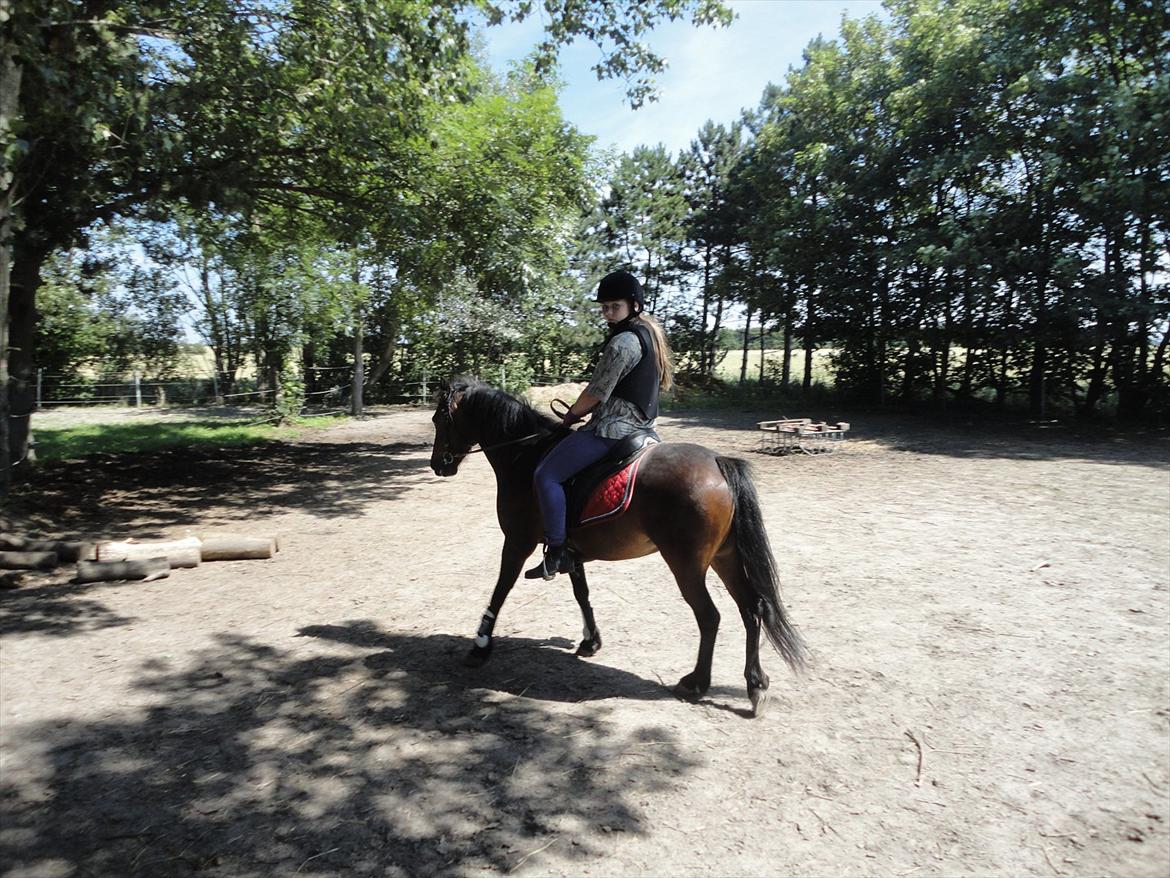 Anden særlig race toffie  billede 15